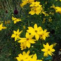 Coreopsis verticillata 'Grandiflora'
